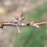 Kad na trešnji u proljeće procvjetaju pupoljci (listovi)